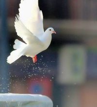 Özgürlüğe Uçan Umutlar | Hatice Demir