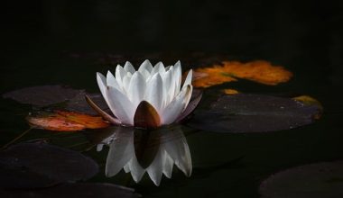 Lotus | Fatma ÖZDEMİR